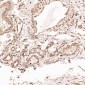 Anti-GAPDH Rabbit Monoclonal Antibody
